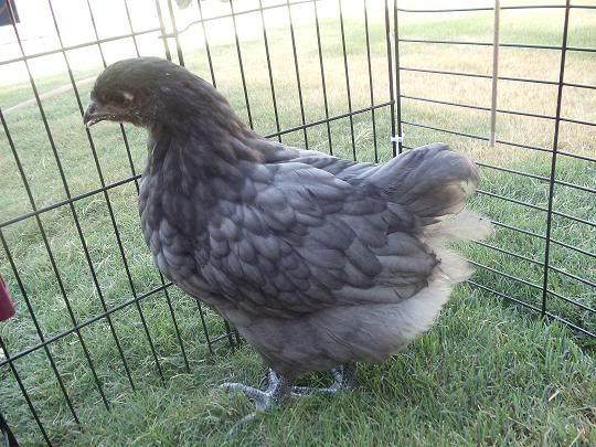 Chick2.jpg