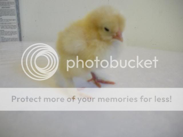 hatcherysurprisedayone283.jpg