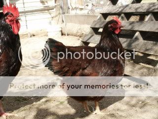 PICT0016-2.jpg