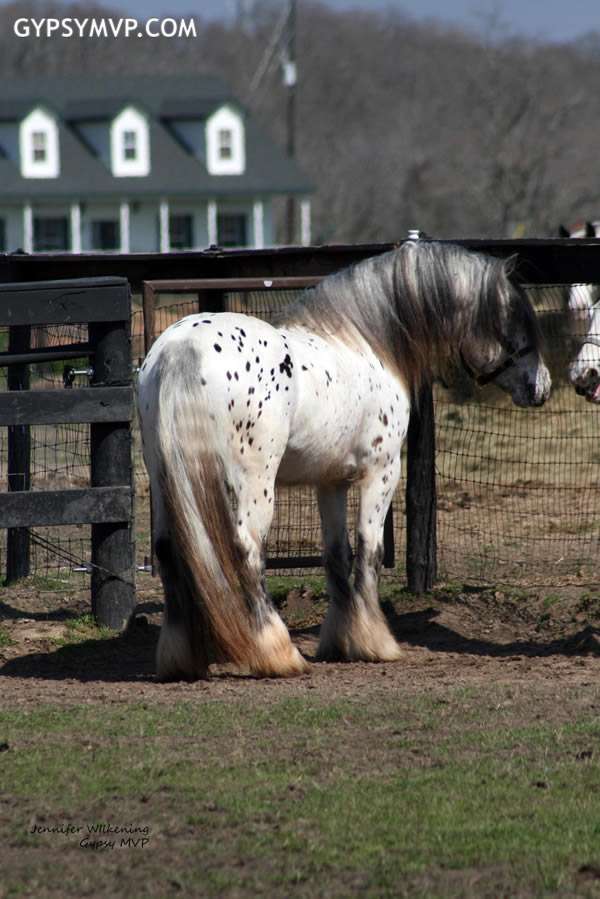 gypsy-vanner-horse-stallion00007.jpg