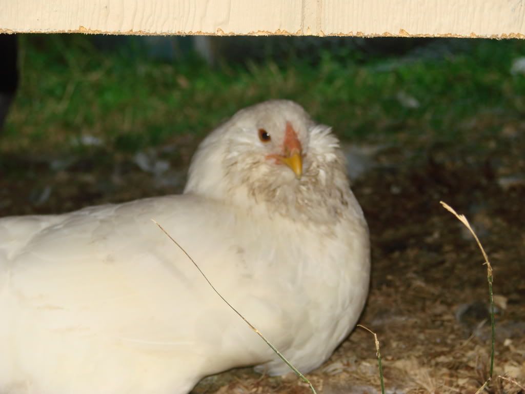 August_chickens_lemonade012.jpg