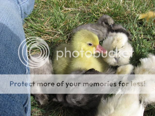 chickfieldtrip072.jpg