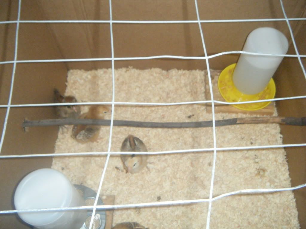 brooderwithperch.jpg