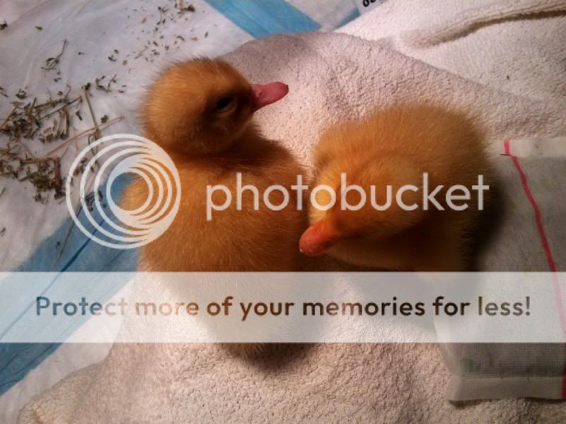 ducklings1.jpg