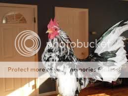 imagesCAHA9NDN.jpg