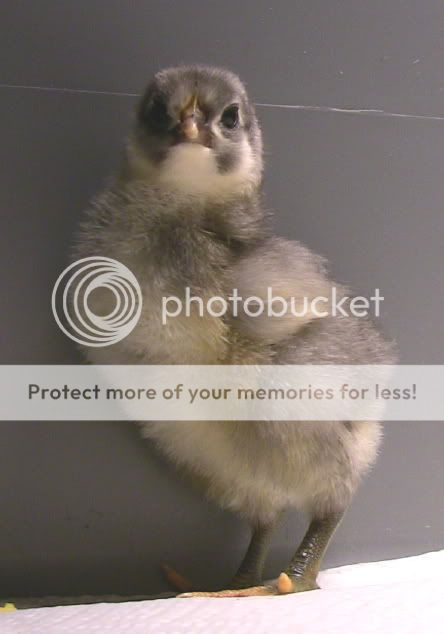 junechicks9.jpg