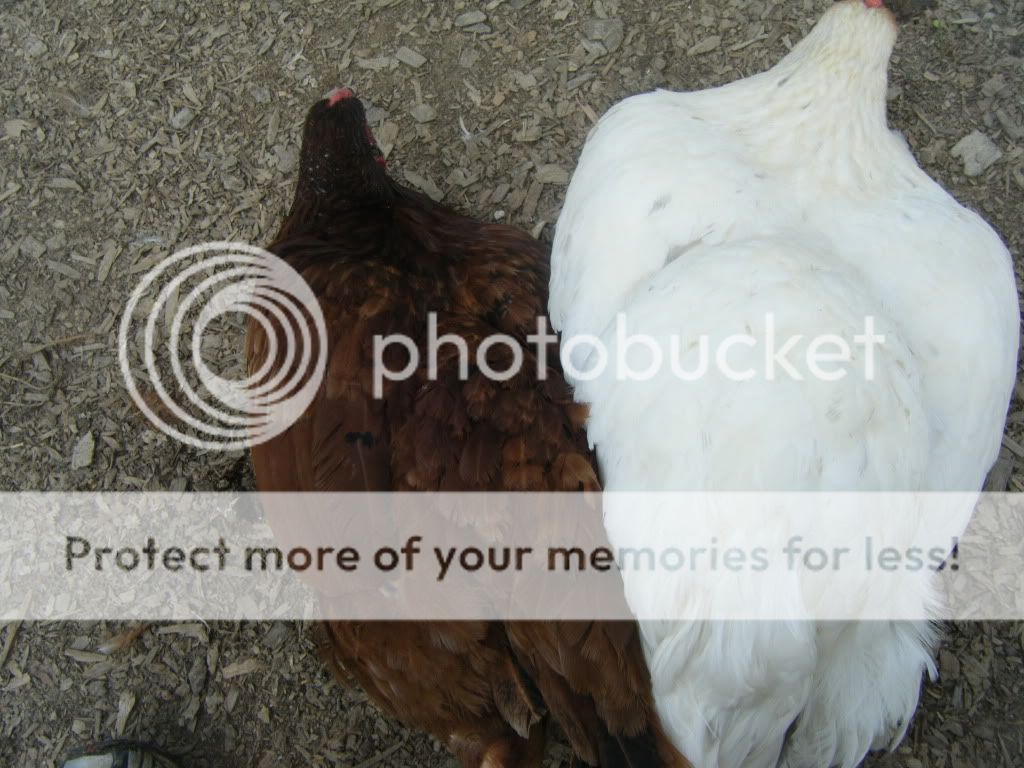 DSCF3359.jpg