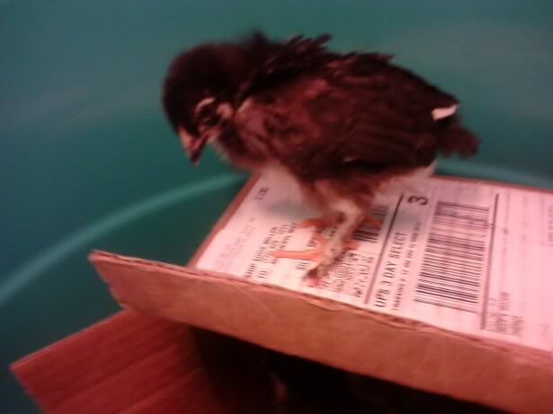 chick3.jpg