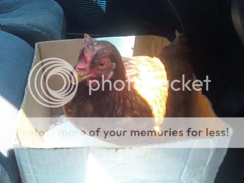chickenonroad.jpg