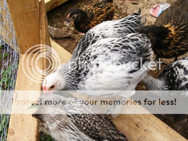 NewfuzzysandBantys019.jpg