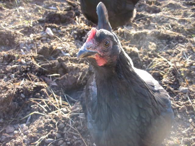chickens020.jpg