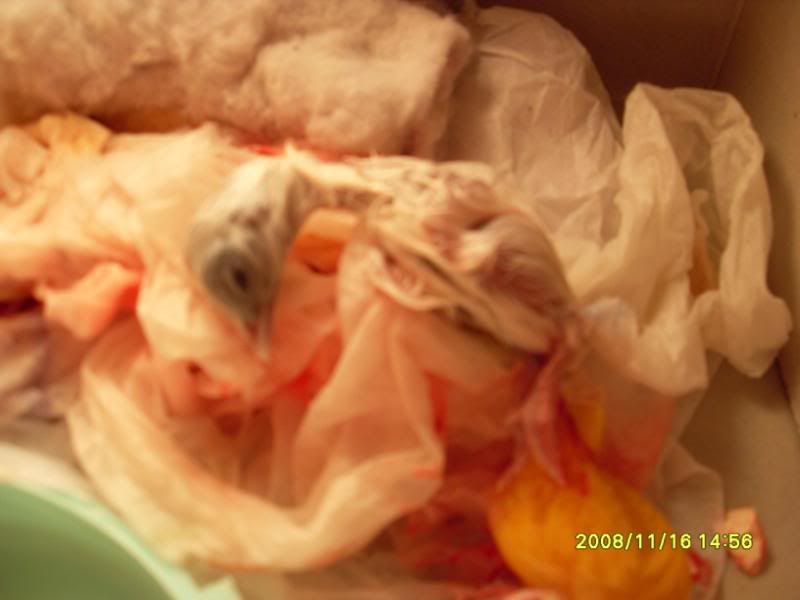 SDC10473.jpg