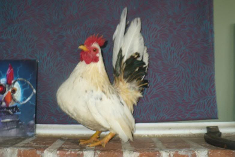 PicsofChics020.jpg