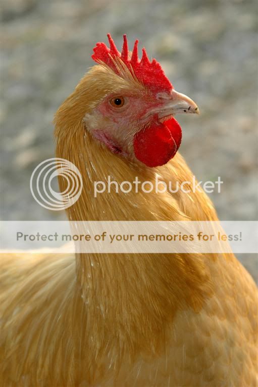 Chickens20113.jpg