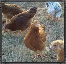 pullet_group.jpg