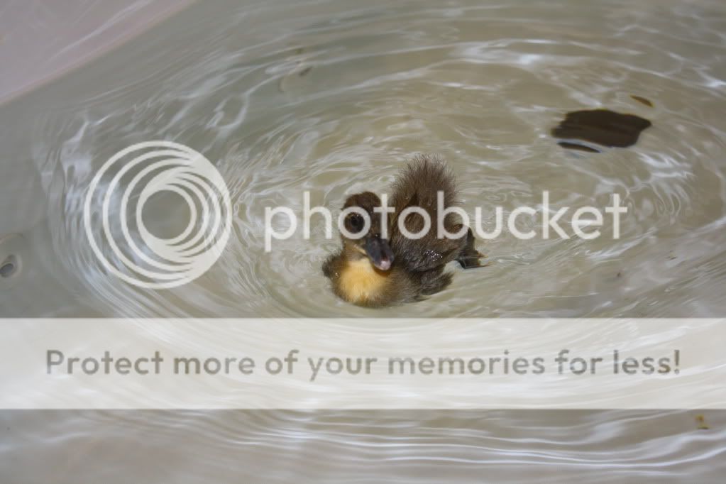 dogsandducks034.jpg