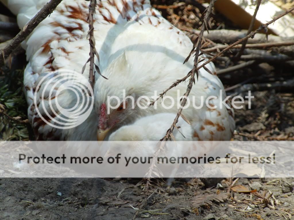FILE00230-1.jpg