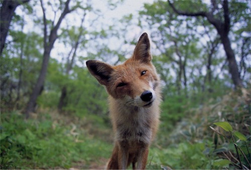 foxsquirrelly.jpg