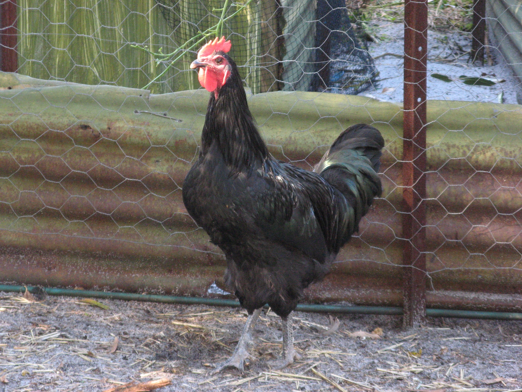 Australorp-rooster.jpg