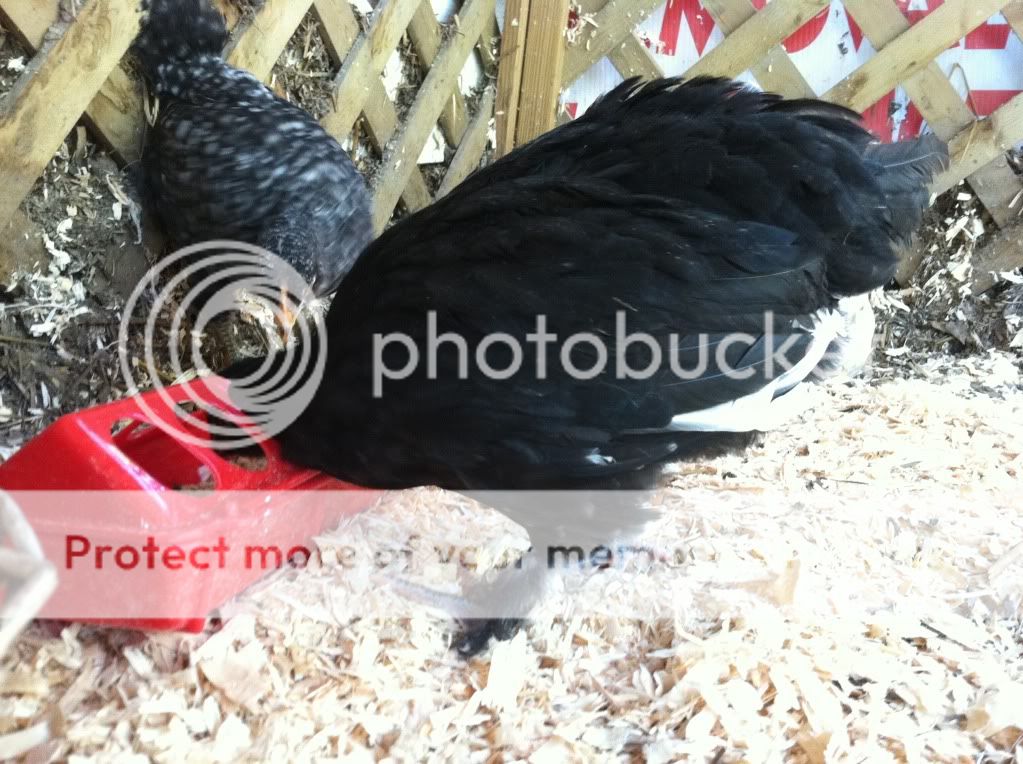 null_zps2c86b25a.jpg