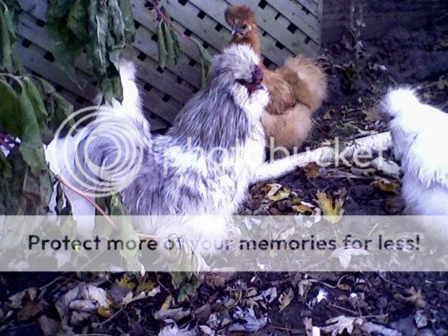 silkies.jpg