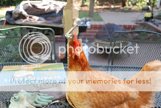 DSC_00442.jpg