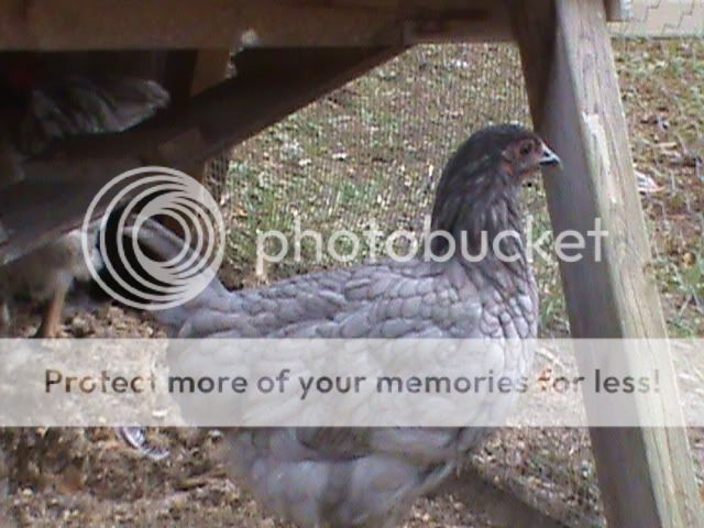DSC00006.jpg