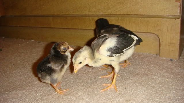 chickssss004.jpg