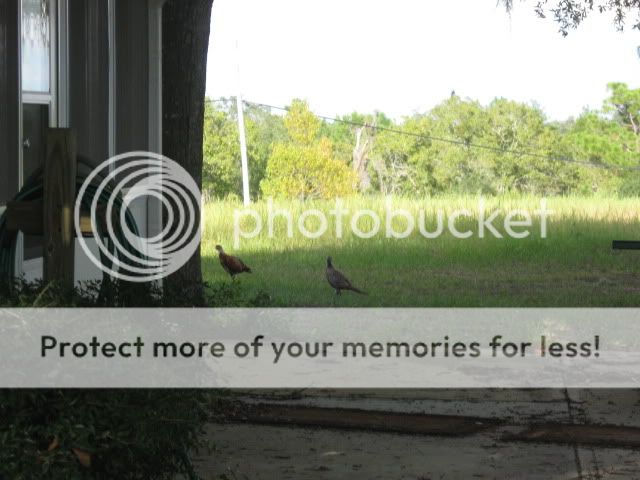 IMG_3240.jpg