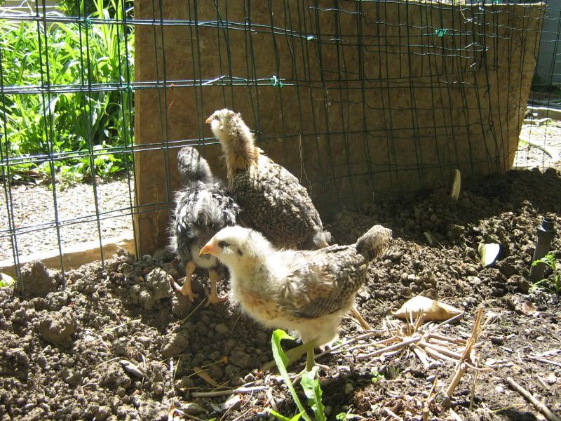 ChicksNewPictures018.jpg