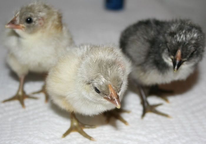 babies5.jpg