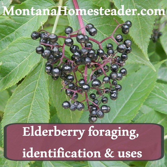 elderberry-001.jpg