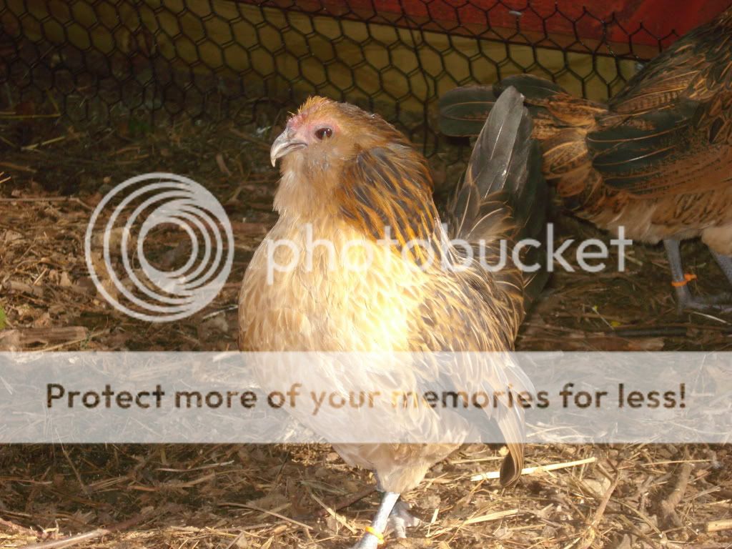 HawkBillKoroSeaQuailHen.jpg