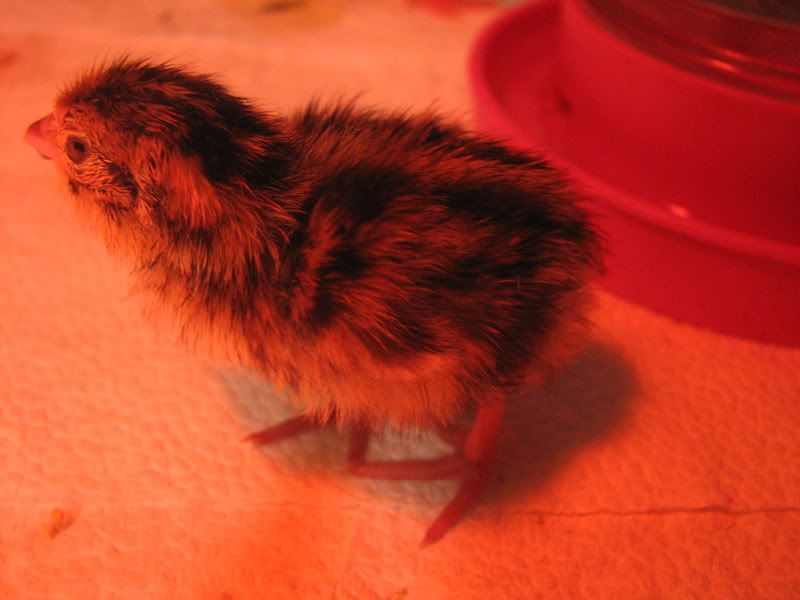quail023.jpg