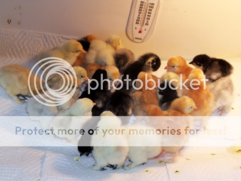 chicks024.jpg