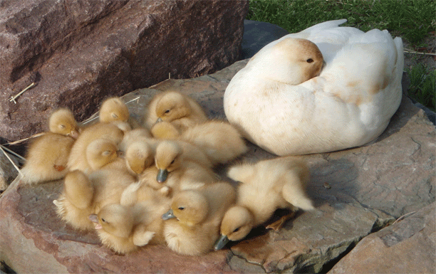 cl-callducks01.gif
