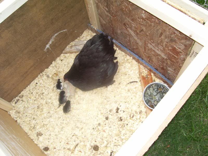 Chicks6-3-08024.jpg
