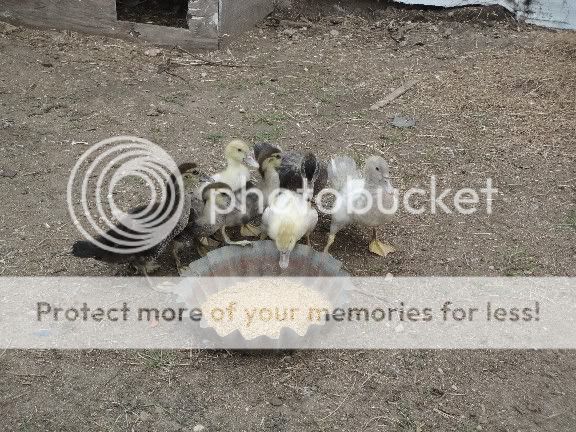 Muscovyducklings4-6wks.jpg
