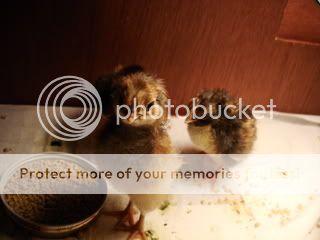 Fluffychicks002.jpg