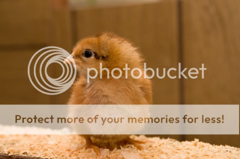 0806babychick005.jpg