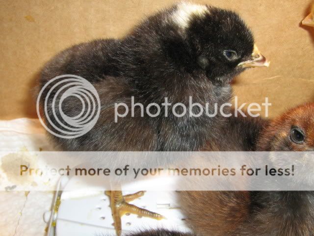 Chicks1stDay3-20-09004.jpg