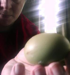 egg.jpg
