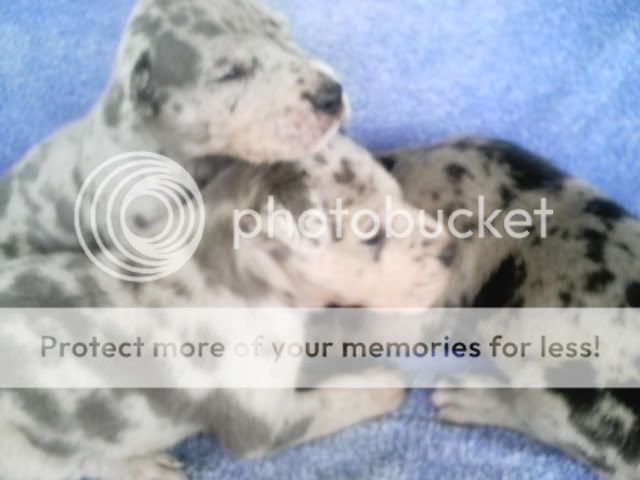 pups3001.jpg