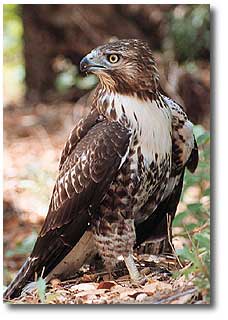 hawk01.jpg