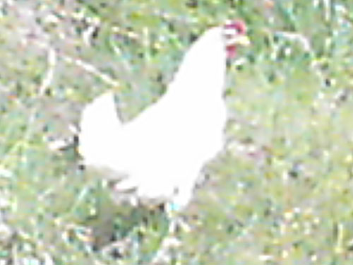 mystery_chicken_1.jpg