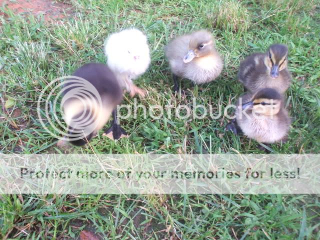 baaabies046.jpg