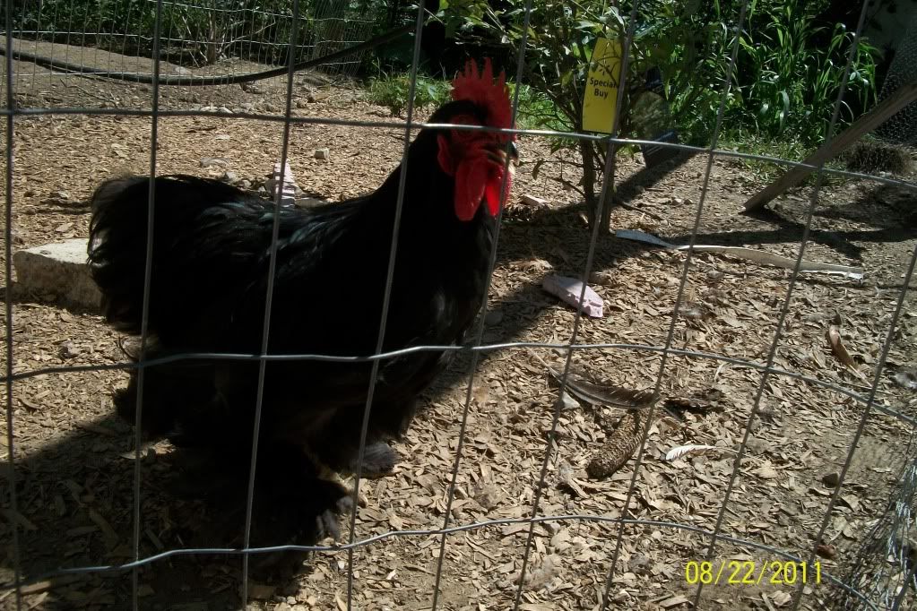 newchickensatmoms185.jpg