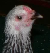 oct4032-crop-crop.jpg
