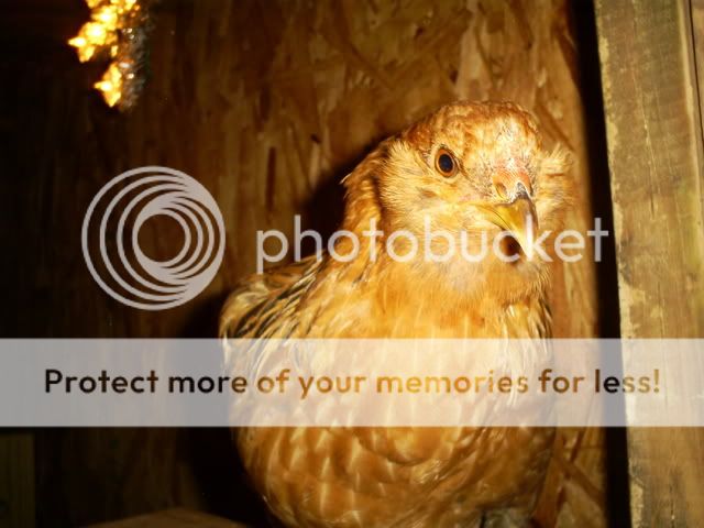 camera009.jpg