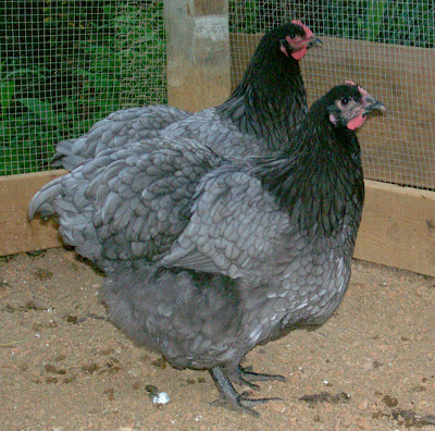 GilmanBluePullets.jpg